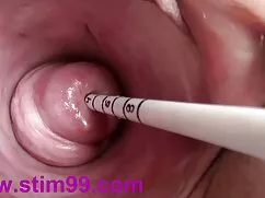 Chim vàng ngựa phim  ...